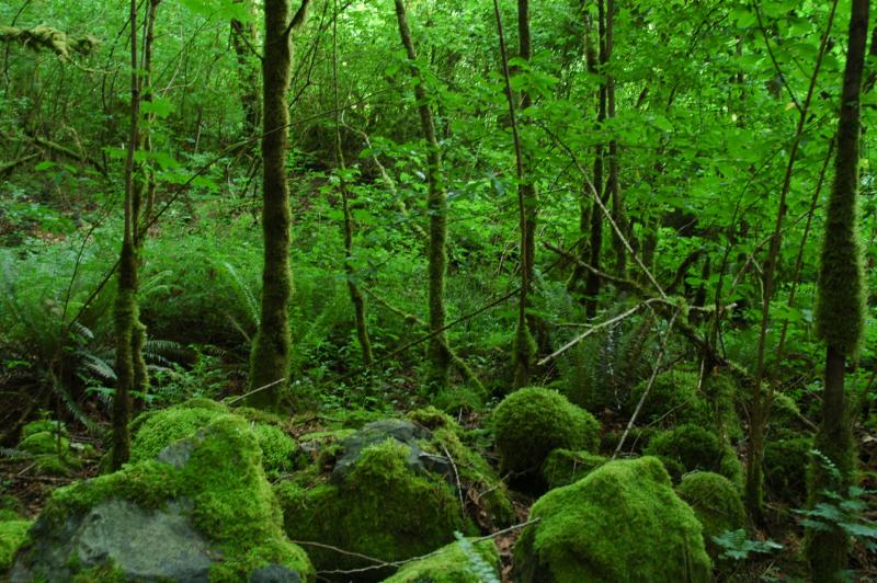 Moss Rocks