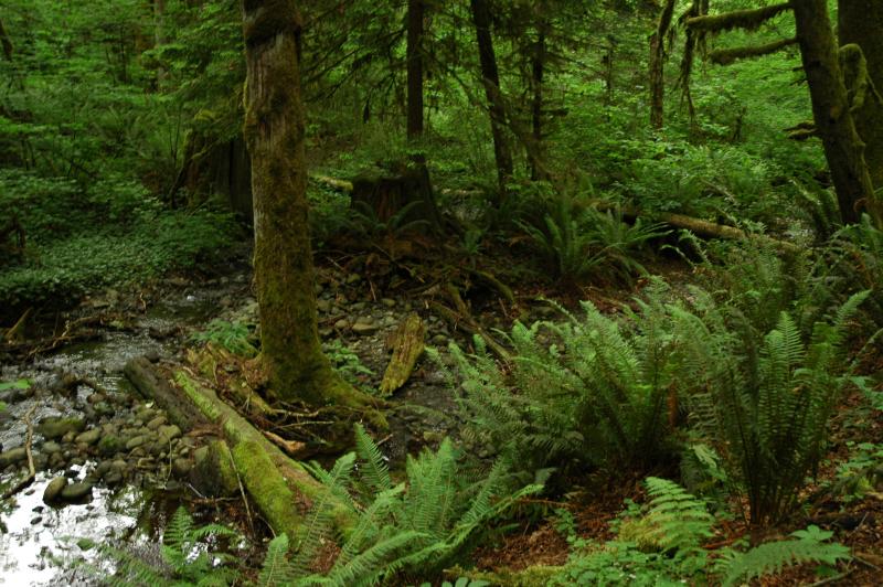 Fern Scape