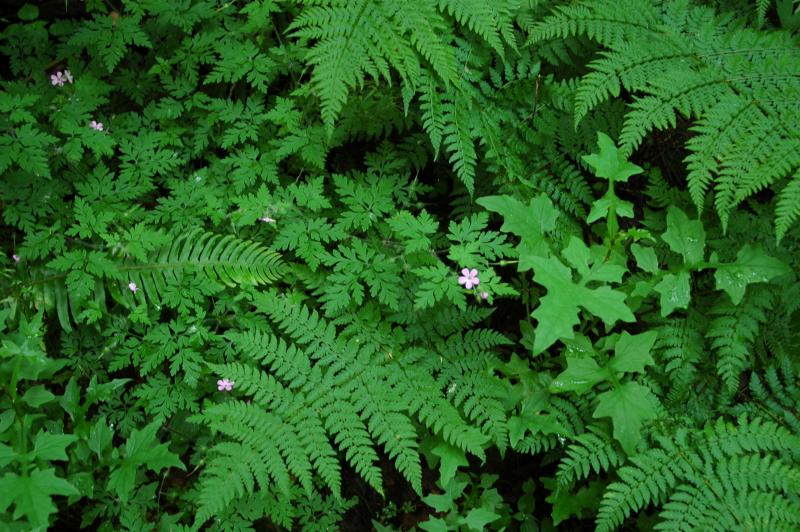 Tiny Flowers & Ferns