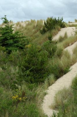 Oregon Dunes