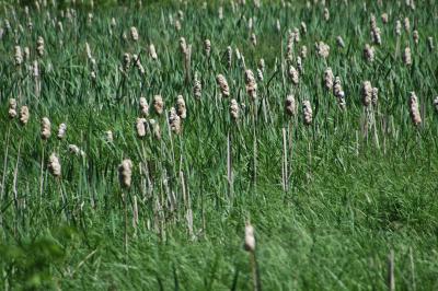 DSC_3851_edited-1.jpg