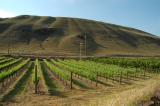 Maryhill Winery