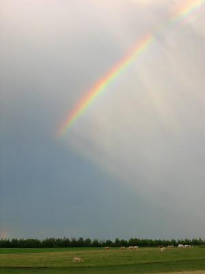 Rainbow over danish field