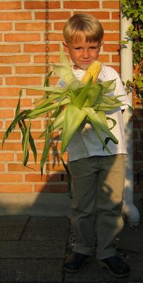 Corn on the cob