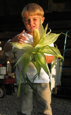 Corn3