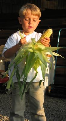 Corn4