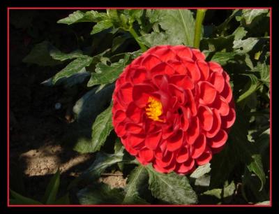 Fleurs, fruits Olympus