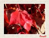 Feuille rouge