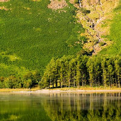 Buttermere trees