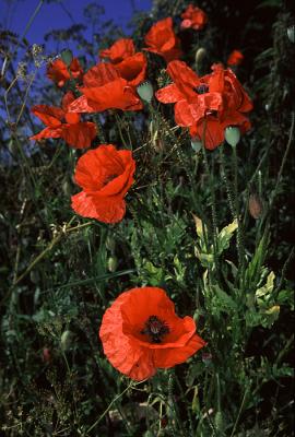 Poppies