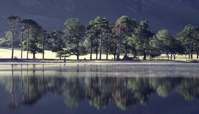 Buttermere trees early morning