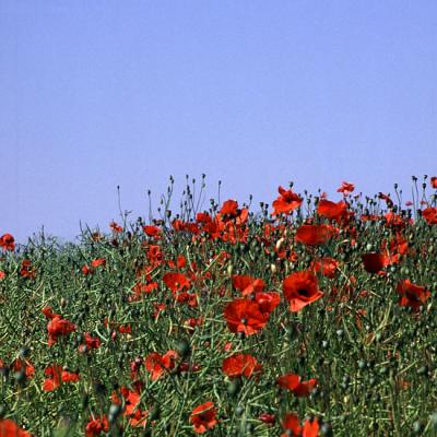 Poppies 2