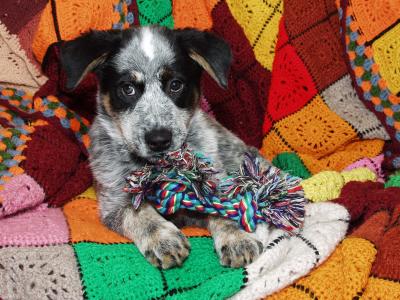 v3/83/598683/3/49696595.Shadowpuppy.jpg