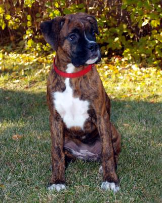 v3/83/598683/3/51468560.LexieWorldsCutestBoxerPup.jpg
