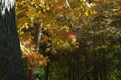 ir-DSC_0012.jpg