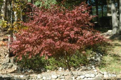 ir-DSC_0014.jpg
