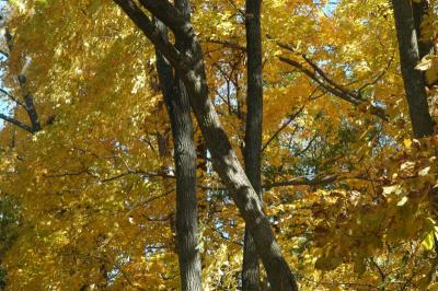 ir-DSC_0019.jpg