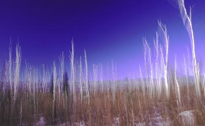 Ghost Birch - Lost Creek Cut