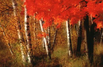 Birch and Maple Celebrate Autumn