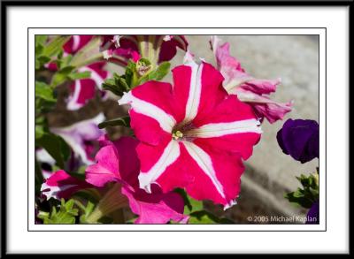 _MG_3380.jpg