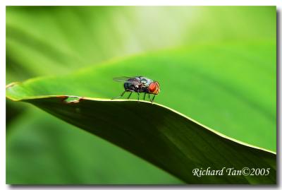 singapore_botanical_garden