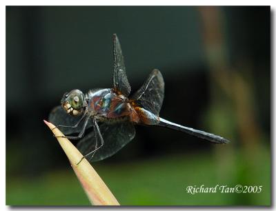 singapore_botanical_garden