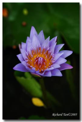 hong_kong_macau_2005