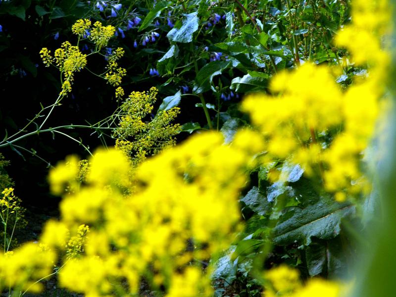 29th June 2005  yellow
