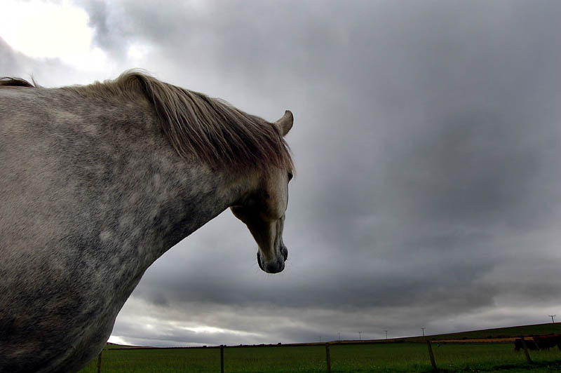 18th September 2005 horse whisperer