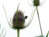 28th July 2005  teasel