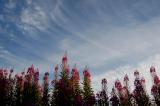 DSC_0101a.jpg
