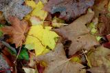 DSC_0044s.jpg