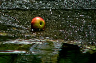 e--Apple-brook-FZ10-ps-cs-P.jpg