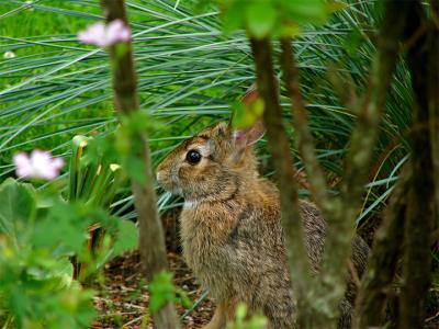 e--Rabbit2--hides-FZ10-ps-c.jpg