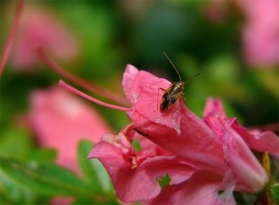 e--Bug-on-flower-FZ10-ps-cs.jpg