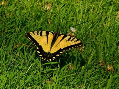 e--Butterfly-in-the-wild-1-.jpg