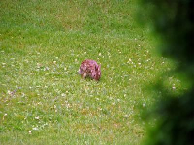 e--Rabbit-farthest-away--1s.jpg