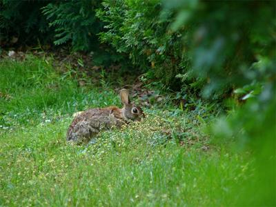 e-Rabbit-farther-2nd-shot--.jpg
