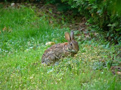 e--Rabbit-closer-3rd-shot--.jpg