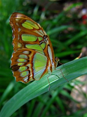 e--Green-Butterfly--1---s70.jpg