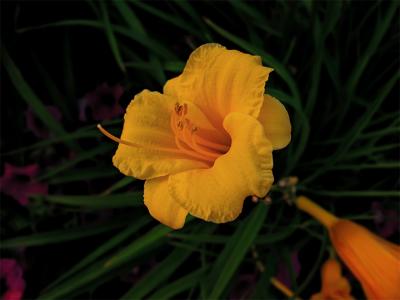e--Yellow-Flower-Portrait--.jpg
