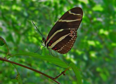 e--Grey-butterfly-green-BG-.jpg