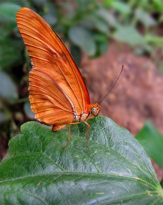 v3/83/73983/3/46169745.eButterflyOrangegreenb.jpg