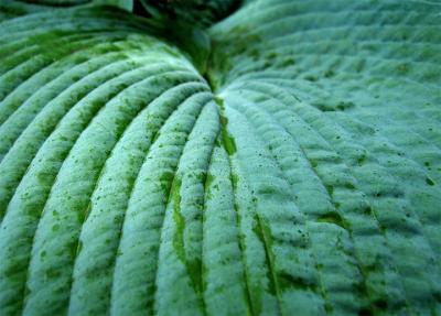 e--Big-Green-1-S70.jpg