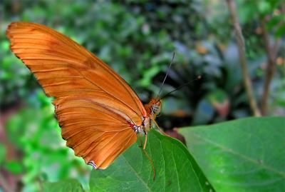 e--G-Orange-and-Green-4--S7.jpg
