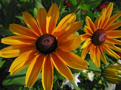 e--Yellow-flowers--s70.jpg