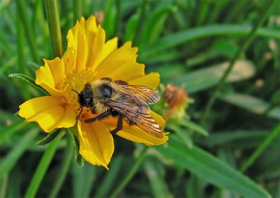 e--2BigBee2----macro-flower.jpg