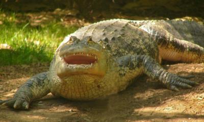 e--Crocodile-smile--FZ10-ps.jpg