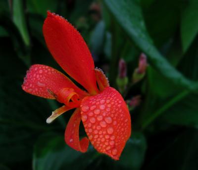 e Rainy flower  PS CS 2  S70  IMG_0415.jpg