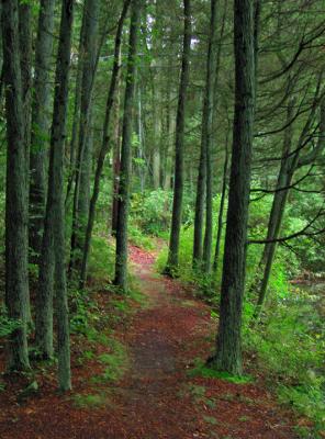 e  Keswick tall trees IMG_0389.jpg